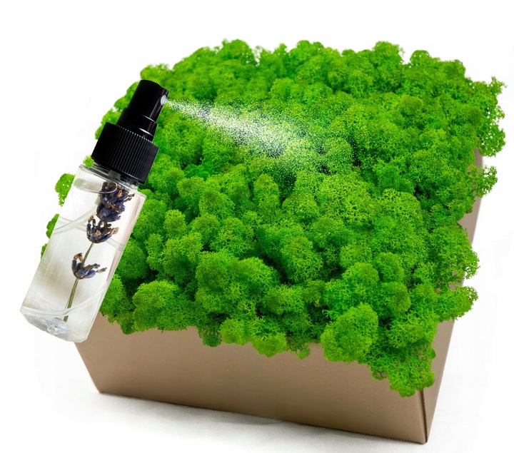 MECH + ODŻYWKA Chrobotek 500 0.5kg CZYSTY ZIELONY BOX + ODŻYWKA GRATIS