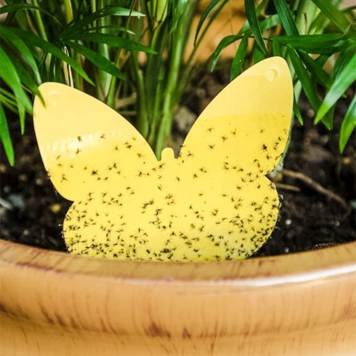 60x ŻÓŁTY LEP DO DONICZEK MOTYL na ziemiórki mszyce muszki owocówki