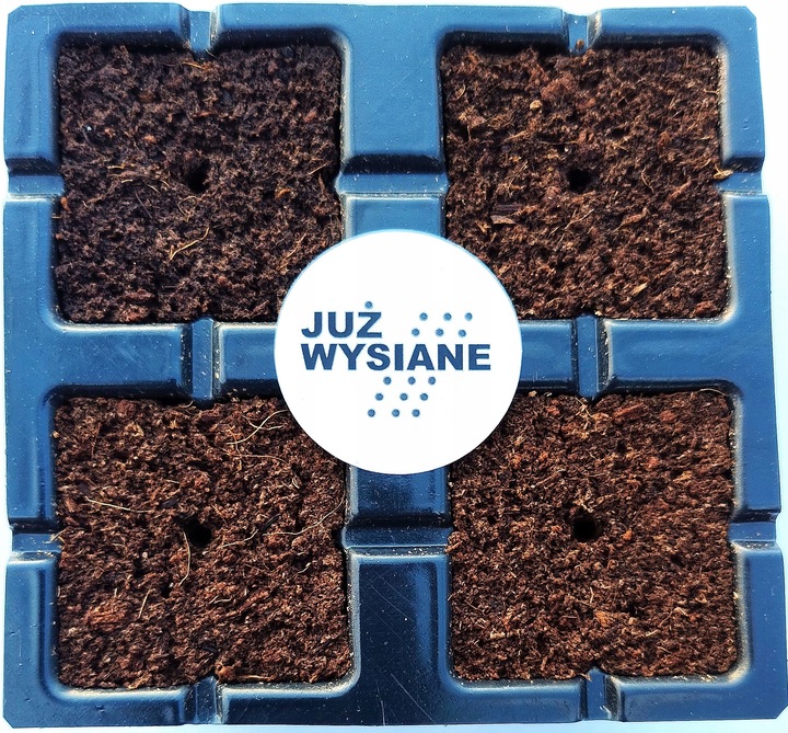 ZESTAW do uprawy na PREZENT Koleusy Pokrzywki "JUŻ WYSIANE" nasiona