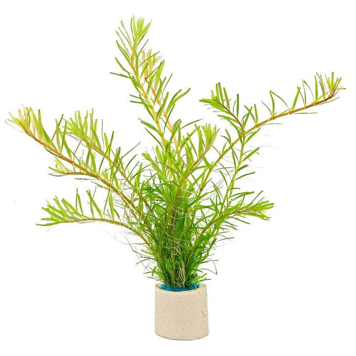 Zestaw roślin łatwych w uprawie 3 plany + GRATIS