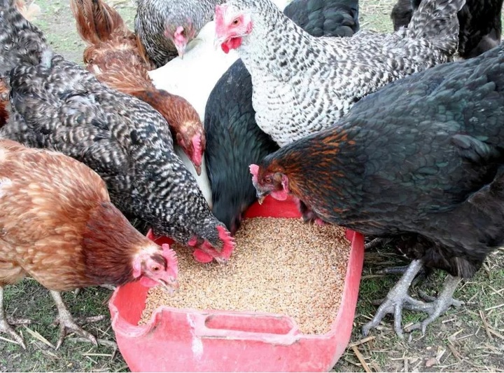 Zanęta 20 kg Zanęta Mączka Rybna