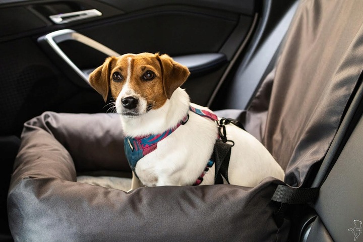 Fotelik samochodowy dla psa Transporter