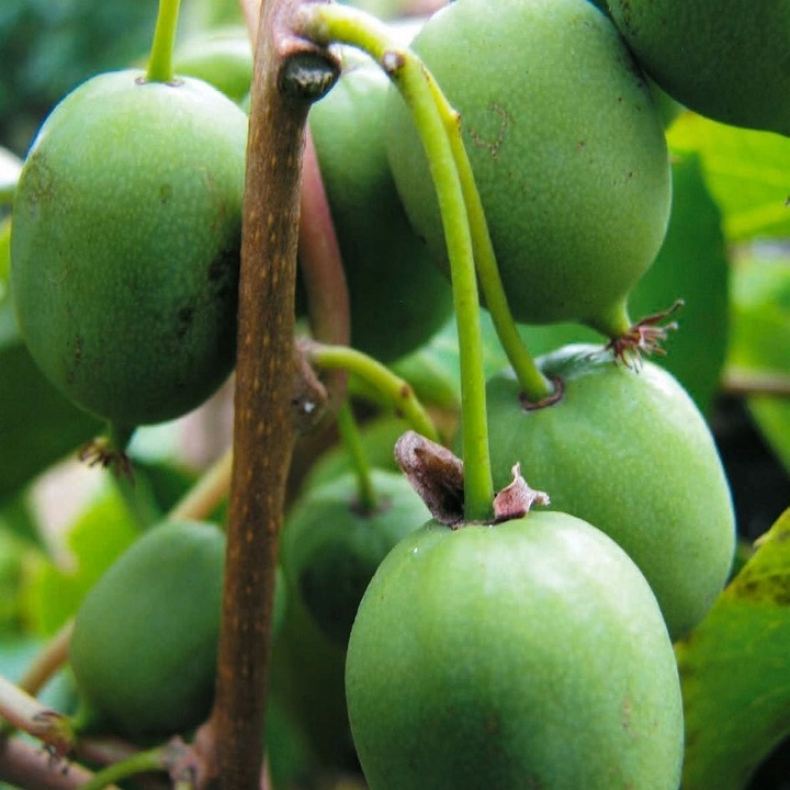 Aktinidia Issai ostrolistna mini kiwi, samopylna obupłciowa sadzonka