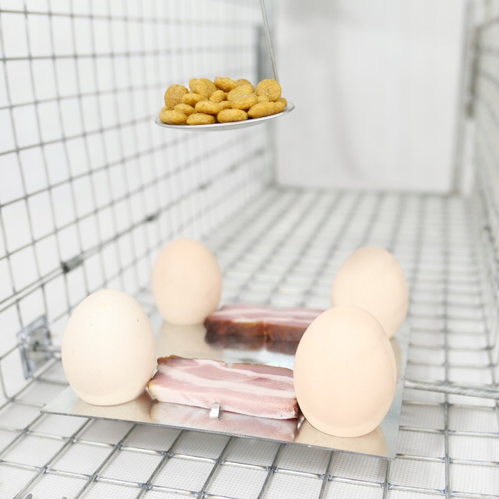 ŻYWOŁAPKA PUŁAPKA NA KUNY SZCZURY ŁASICE NORKI TCHÓRZE ŁASKI ŁAPKA