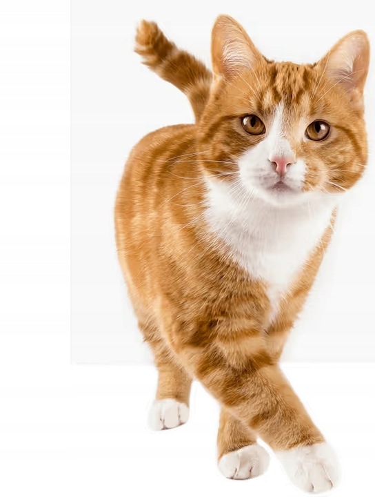 Feliway Classic Feromony wkład 48ml