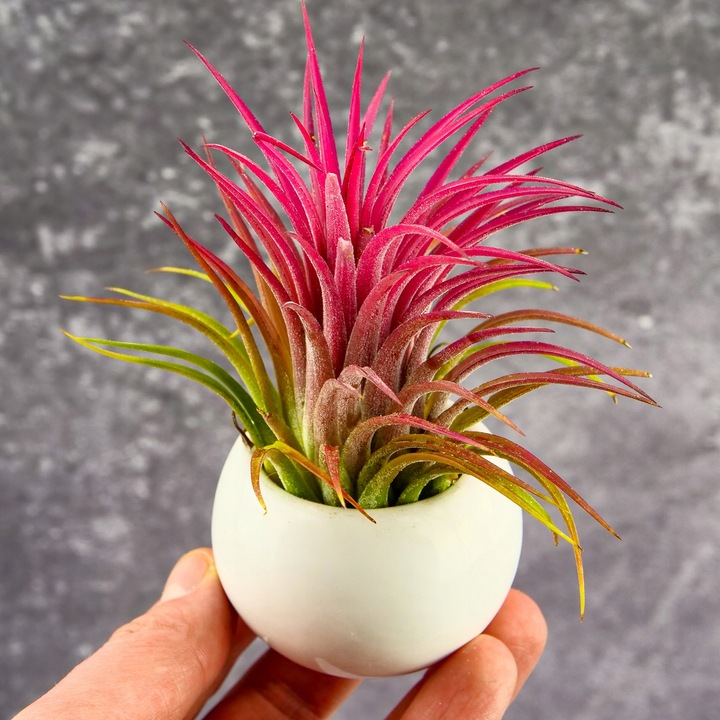 Tillandsia OPLĄTWA ionantha Intensywnie czerwona W ZIMOWYM OPAKOWANIU