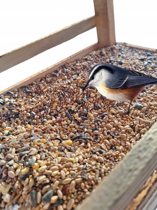 Pokarm dla ptaków dzikich orzechowy karmnik słonecznik 10kg GRATIS KULA