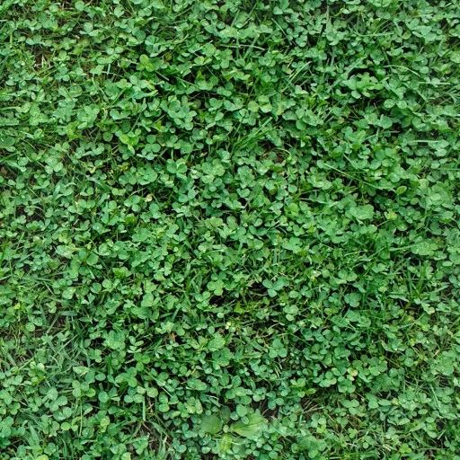 MIKROKONICZYNA drobnolistna KONICZYNA trawa nasiona 100 m² 0,5kg