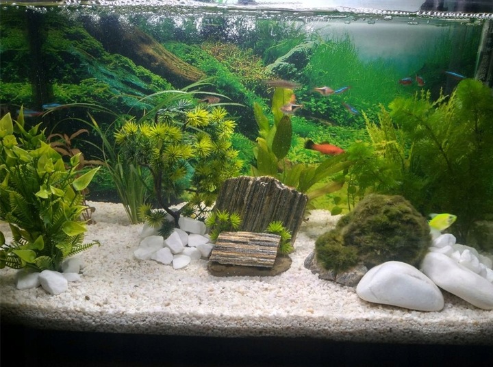 Żwirek Do Akwarium Malawi Biały Naturalny 1-4mm 8kg