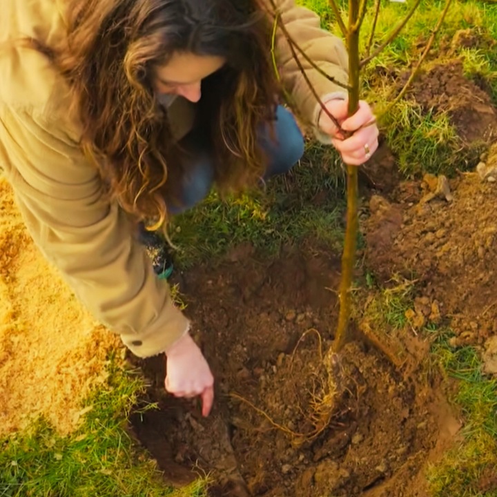 Śliwa WĘGIERKA DĄBROWICKA Twoja działka zasługuje na VIP-a wśród