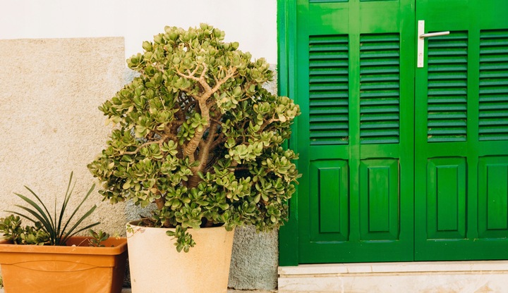 CRASSULA OVATA grubosz jajowaty drzewko szczęścia sukulent rozmiar L