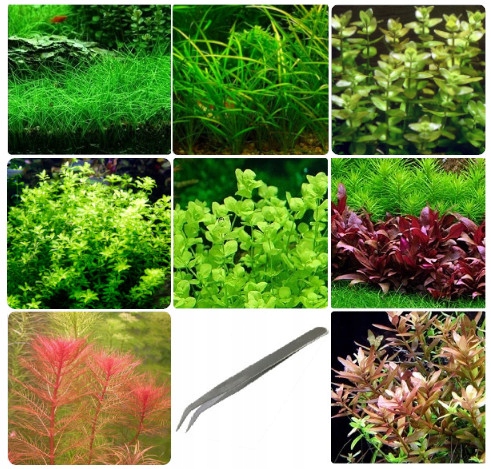 ZESTAW ROŚLIN ŁATWYCH W UPRAWIE NA TRZY PLANY DO AKWARIUM + GRATIS PĘSETA