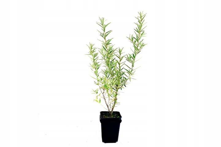 Rokitnik SAMOPYLNY bomba witamin 2 letnia, doniczka 2 litrowa