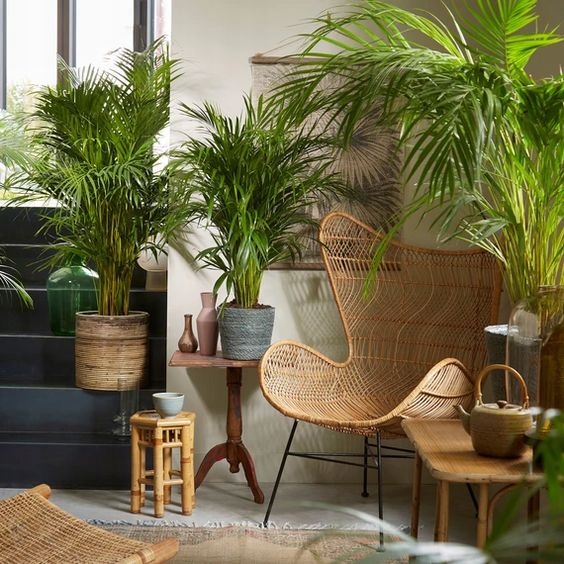 PALMA AREKA Dypsis Lutescens ŻYWY NAWILŻACZ DUŻA PALMA DEKORACYJNA