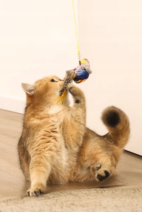 ZABAWKA DLA KOTA PRZYSSAWKA NA DRZWI RUCHOMA PTAK