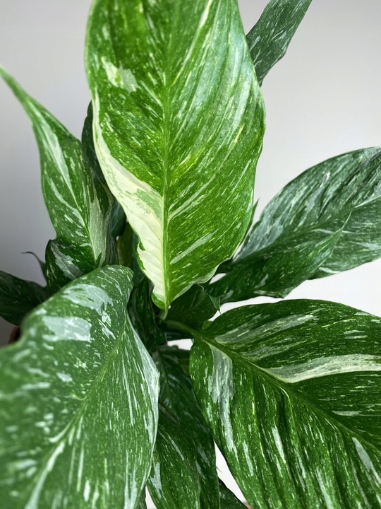 Spathiphyllum Diamond variegated Skrzydłokwiat z biało zielony liśćmi