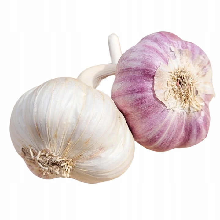 CZOSNEK HARNAŚ ozimy polskie główki mocny aromat (ZBIÓR 2025) ZIMOWY