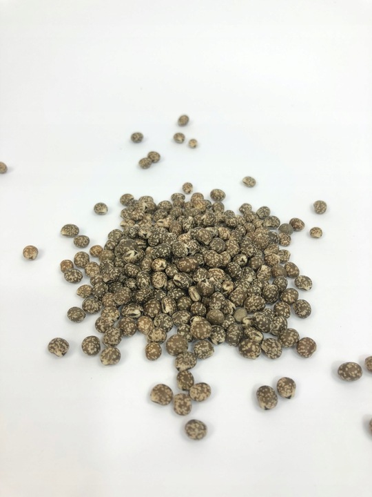 Łubin wąskolistny 25kg GORZKI