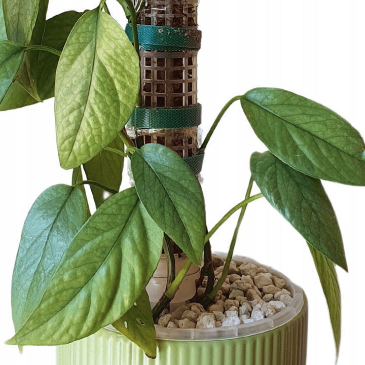 Mech Sphagnum 8L Besgrow Spagmoss Classic torfowiec 100G podłoże pH