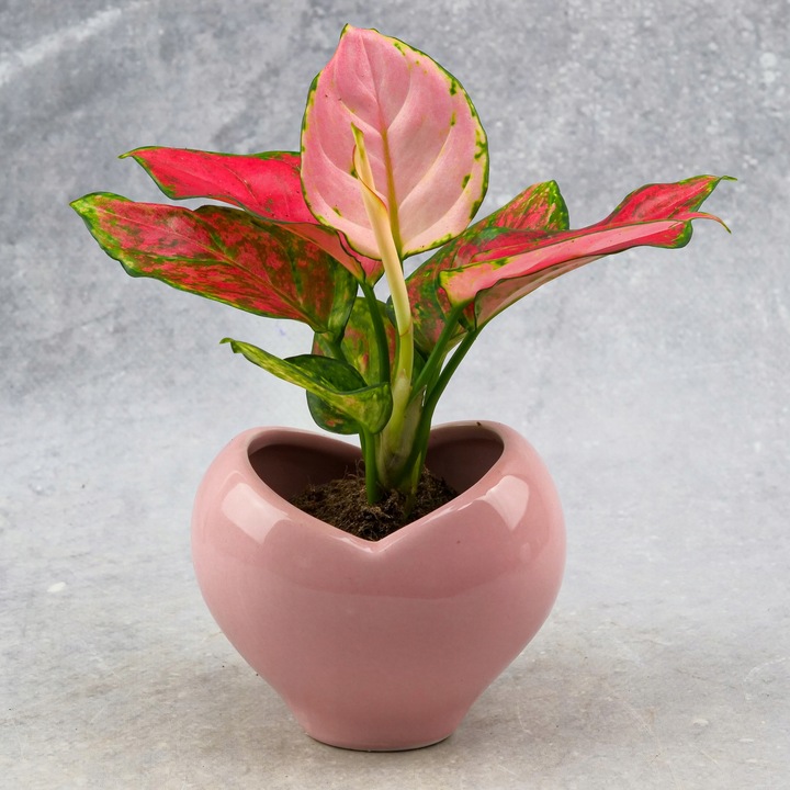 AGLAONEMA Pinky Promise DØ6cm Łatwa w uprawie. Idealna na prezent