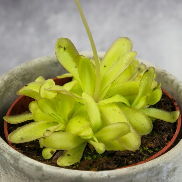 Pinguicula Tłustosz "TINA" idealny na ziemiórki, muszki owocówki itp.