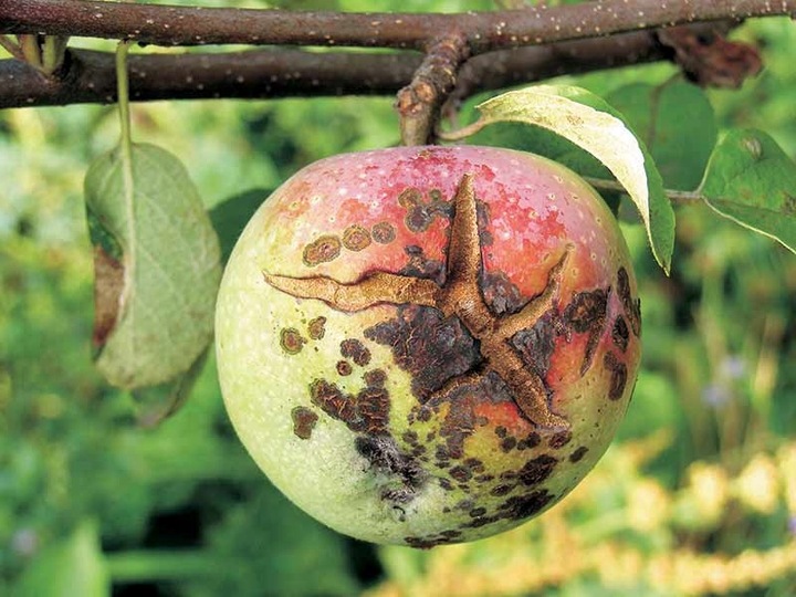 MOCZNIK 4KG NA JESIENNY OPRYSK PARCH JABŁONI NAWÓZ