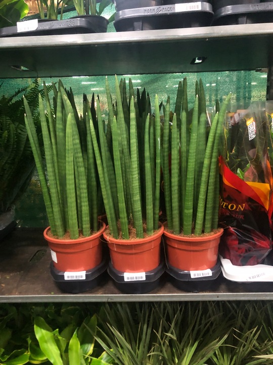 Sansevieria Cylindrica 19Ø 70cm Mega Duża dostojna i reprezentacyjna