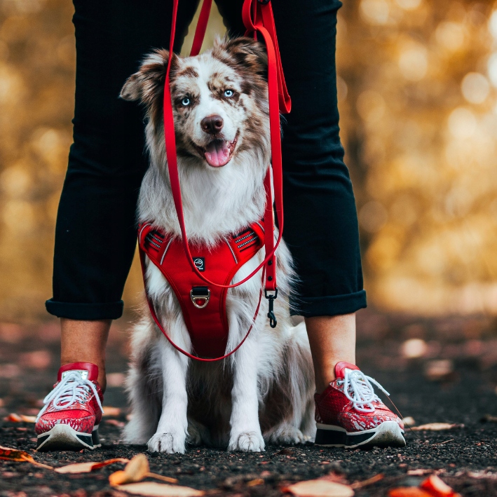 MOCNE SZELKI GUARD dla psa ALASKA odblask red M