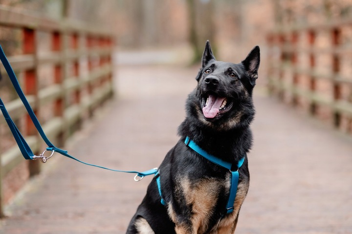 Lekkie Szelki dla Średniego Psa GUARD Bezuciskowe Regulowane Solidne r. M