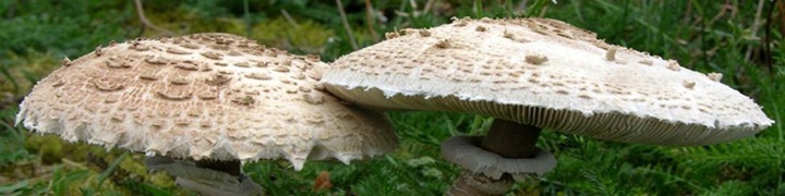 Grzybnia CZUBAJKA KANIA uprawa w ogrodzie 750 ml