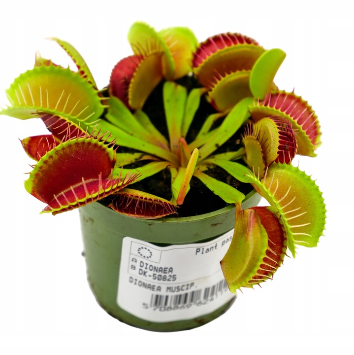 Muchołówka Dionaea Muscipula RED DRAGON OWADOŻERNA Zimoodporne