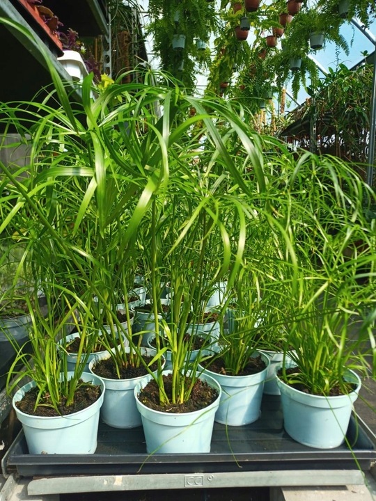 Papirus Cibora zmienna Cyperus alternifolius do Domu Ogrodu i Oczek