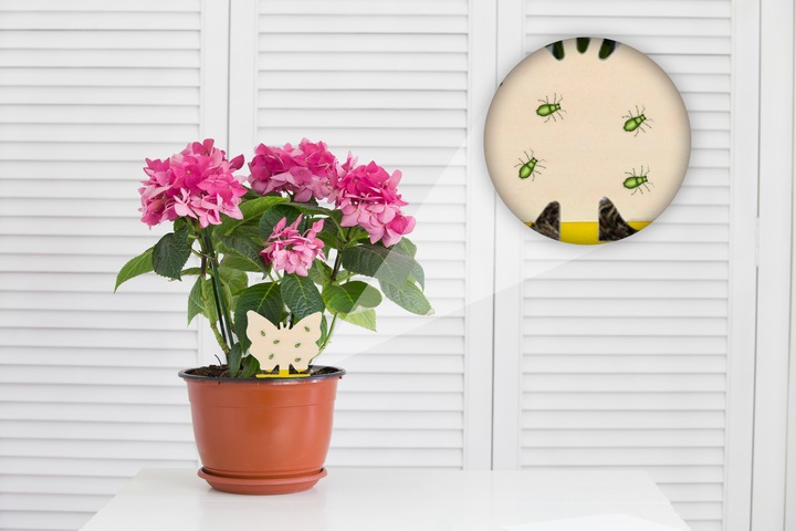 KLEISTE ARKUSZE LEP NA MSZYCE WCIORNIASTKI MĄCZNIAKI MUCHY INNE SZKODNIKI