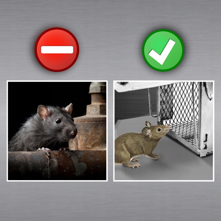 PUŁAPKA ŻYWOŁAPKA NA SZCZURY MYSZY GRYZONIE KUNY ŁAPKA DO ŁAPANIA