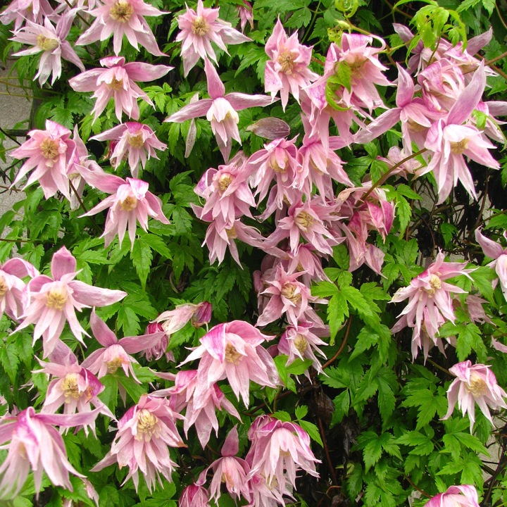 Clematis botaniczny MARKHAM'S PINK POWOJNIK najobficiej kwitnie 1L