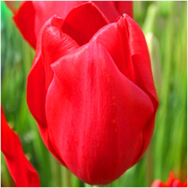 TULIPAN CZERWONY cebulki 50 szt. + GRATIS