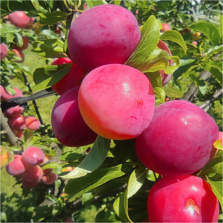 Śliwa OPAL odchodzi od pestki SAMOPYLNA wczesna / sadzonka / sadzonki