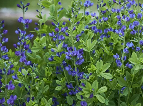 Baptysja Błękitna Bylina DŁUGOWIECZNA Mrozoodporna -35 Stopni Sadzonka