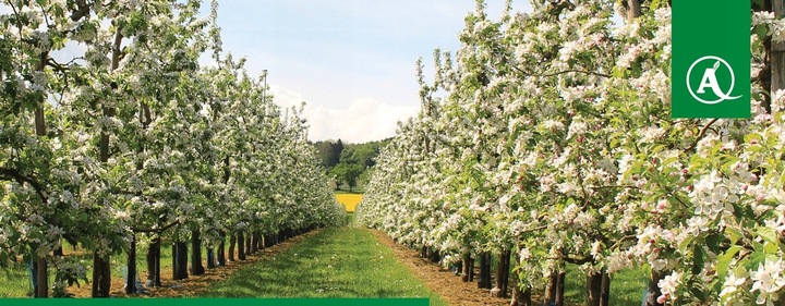 MIEDZIAN 50WP 500G 0,5kg ŚRODEK GRZYBOBÓJCZY OPRYSK MIEDZI DO SADU