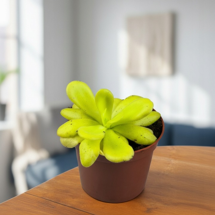 Pinguicula Tłustosz "TINA" idealny na ziemiórki, muszki owocówki itp.