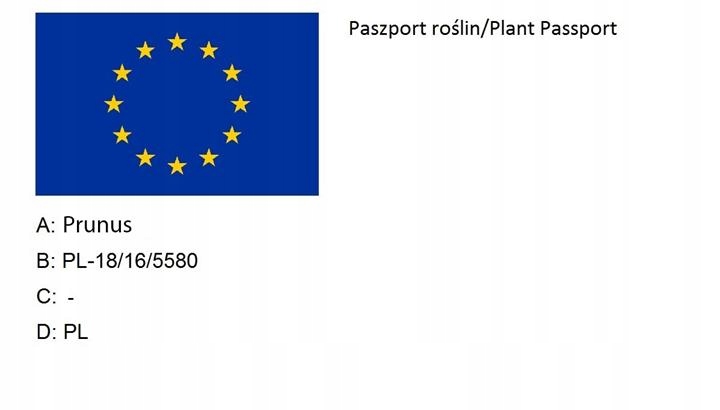 Śliwa RENKLODA ULENA polecana ODMIANA SAMOPYLNA duże PYSZNE DUŻE OWOCE