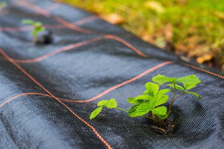 AGROTKANINA 90g 1,6x50m CZARNA AGROWŁÓKNINA UV 3% ANTYCHWASTOWA +