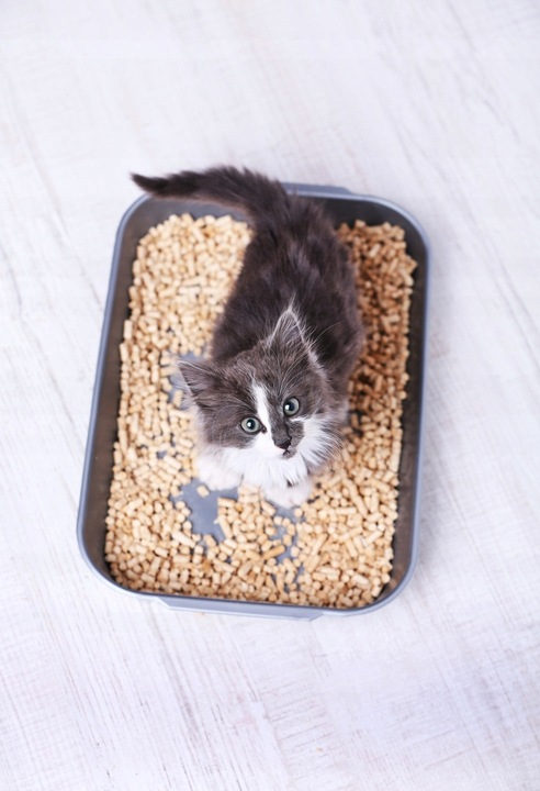 Żwirek dla kota królika chomika świnki Drewniany Jasny naturalny 15 kg