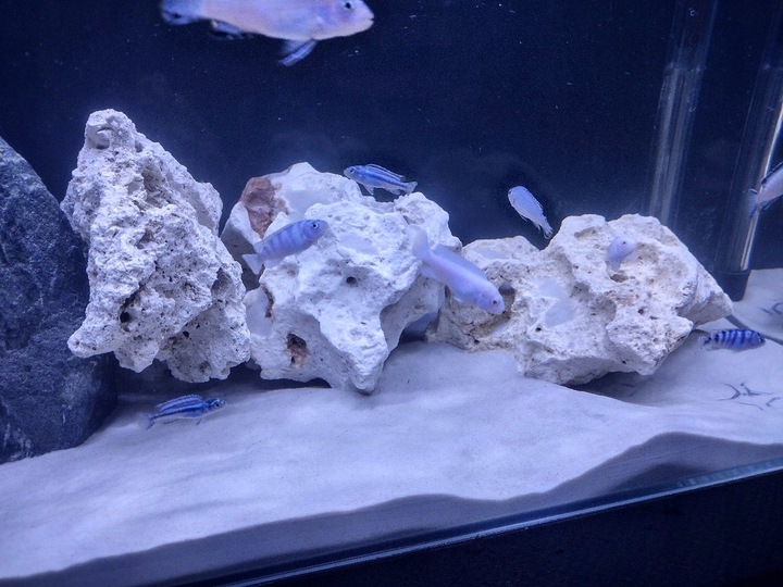 Naturalnie Biały Piasek Kwarcowy do Akwarium 0,5-1mm 24kg