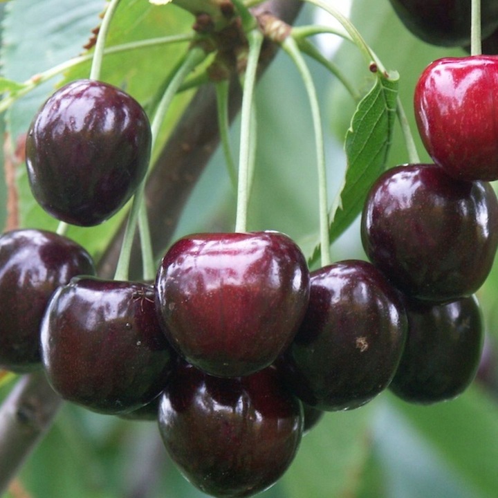 DRZEWKA OWOCOWE CZEREŚNIA TAMARA NAJWIĘKSZE SŁODKIE OWOCE SADZONKI