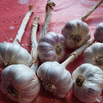 Czosnek zimowy Harnaś świeży Polski 1kg Do sadzenia i jedzenia zimowy