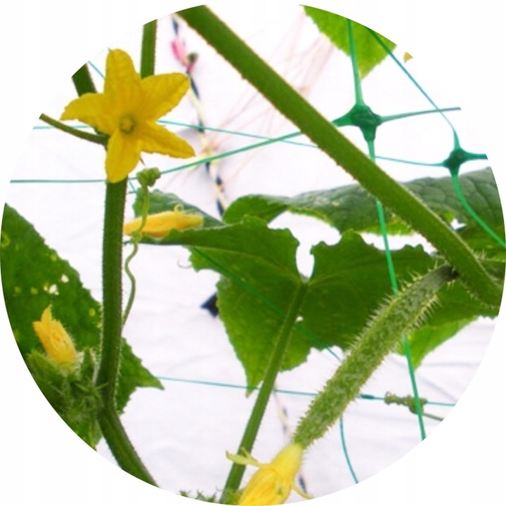 Siatka Podpora warzyw roślin pnących 2x10m 15x17cm AS-CN08151720010