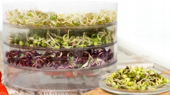 KIEŁKOWNICA 3 SZALKI + Nasiona na kiełki GRATIS!