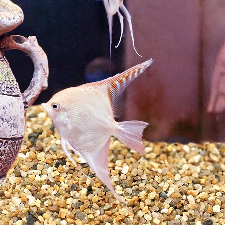 Żwirek do akwarium 0,8-2,0 mm żwir akwariowy naturalny z ATESTEM 20 KG