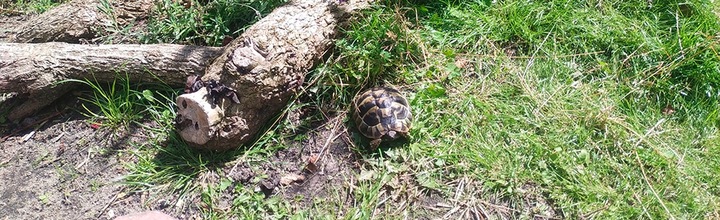 Podłoże dla żółwia greckiego stepowego do terrarium Testudo Soil Baby 25 L